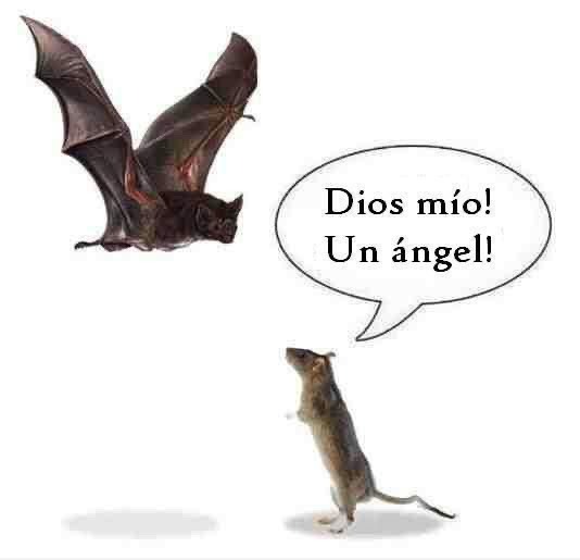 Dios mío! Un ángel!